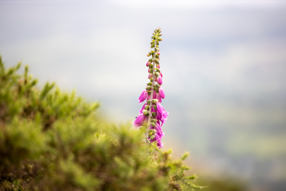 Landscape photography 14